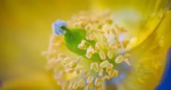 Алергологія: призначення антигістамінних препаратів вагітним