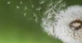 Алергологія: псевдоалергія